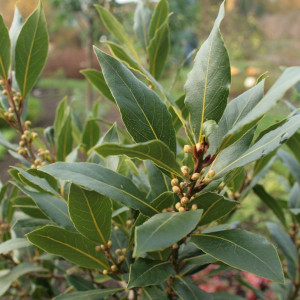 Саженцы Лавр благородный (Laurus nobilis)