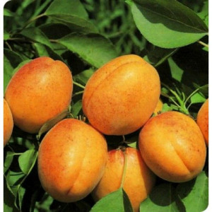 Саженцы Абрикос Амур (обычный)
