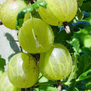 Саженцы Крыжовник Финский
