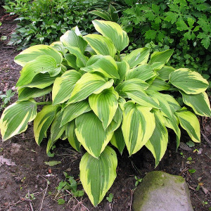 Саженцы Хоста Антиох (Hosta Antioch)