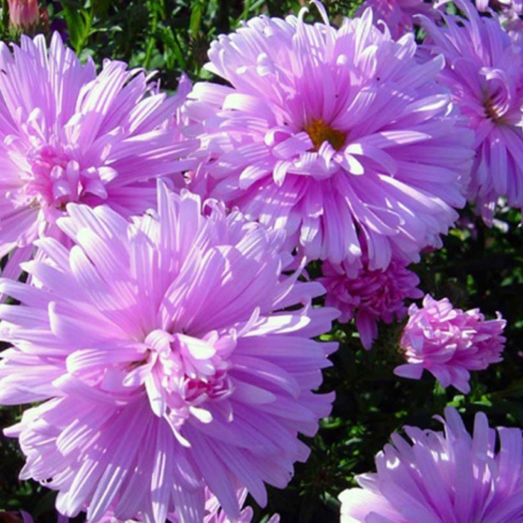 Астра ново-бельгийская Феллоушип - яркие цветы для вашего сада Астра ново-бельгийская Феллоушип - яркие цветы для вашего сада