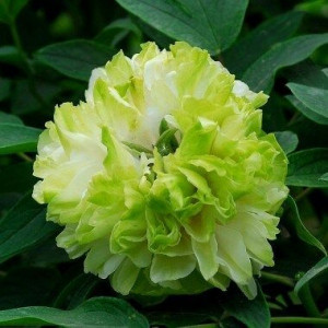 Саженцы Пион древовидный Грин Джейд (Green Jade)