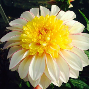 Саженцы Георгин Полька (анемоновидная)