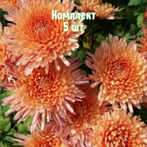 Саженцы Комплект 5шт / Хризантема Белочка
