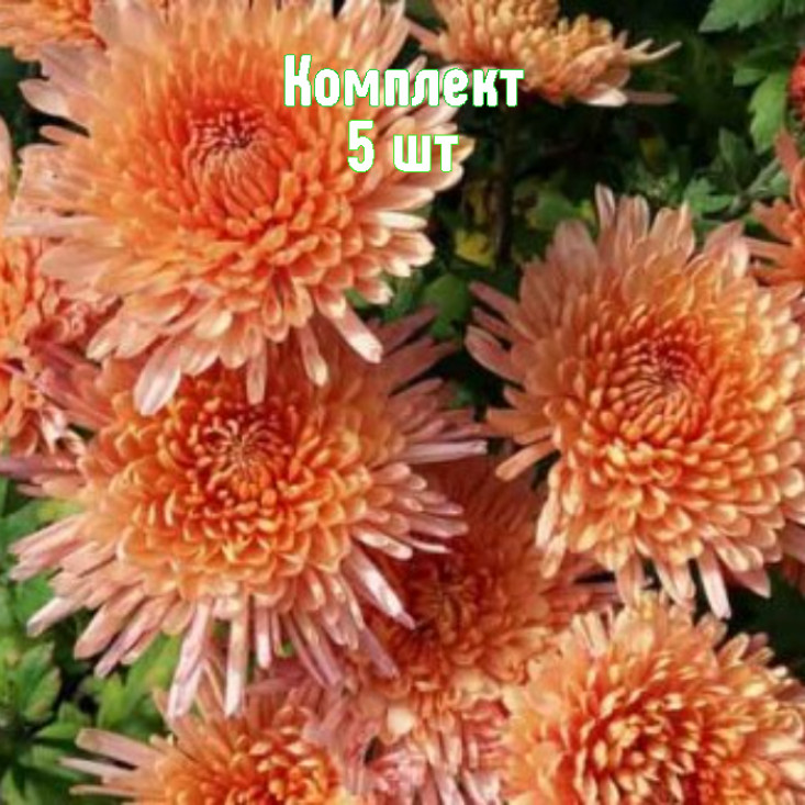 Комплект 5шт / Хризантема Белочка Комплект 5шт / Хризантема Белочка