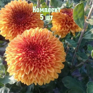 Саженцы Комплект 5шт / Хризантема Венди Бронз
