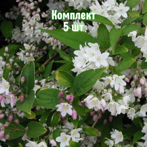 Саженцы Комплект 5шт / Дейция розовая Кампанулата