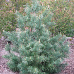 Саженцы Кедр Корейский 40-60 см