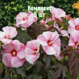 Саженцы Комплект 5шт / Гибискус Коппер Кинг