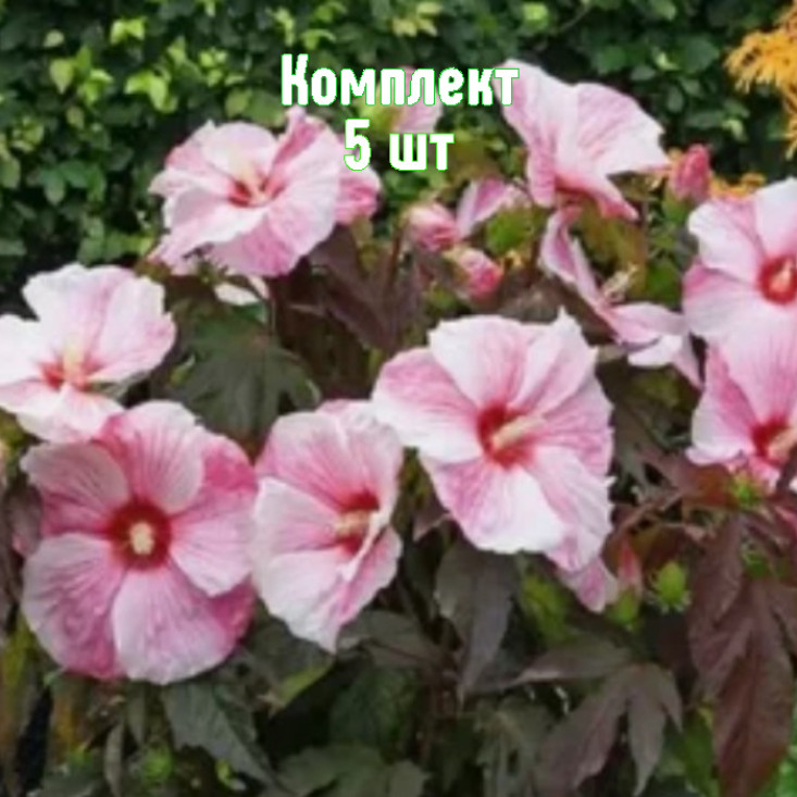 Комплект 5шт / Гибискус Коппер Кинг Комплект 5шт / Гибискус Коппер Кинг