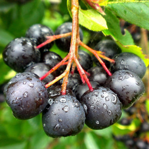 Саженцы Рябина (черная)
