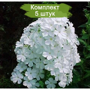 Саженцы Флокс Вайт Адмирал ( White Admiral)