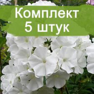 Саженцы Флокс Вайт Спарр ( White Sparr)