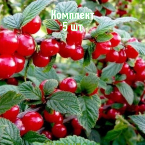 Саженцы Комплект 5шт / Вишня войлочная Осенняя вировская