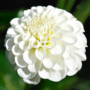 Саженцы Георгин Сноуфлейк (Snowflake)
